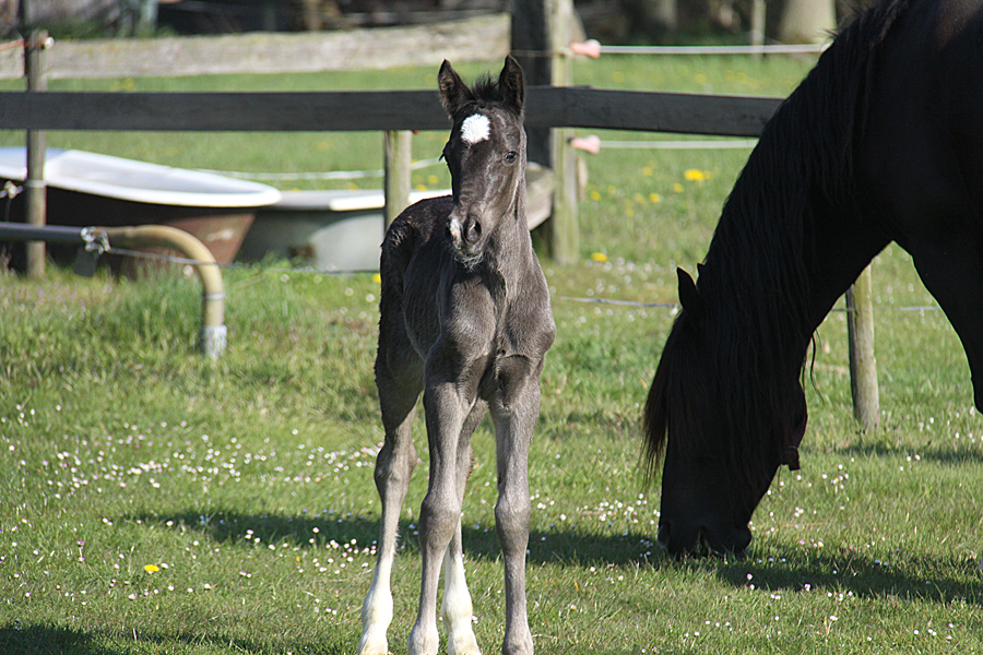 Welsh Cob Curly 0155